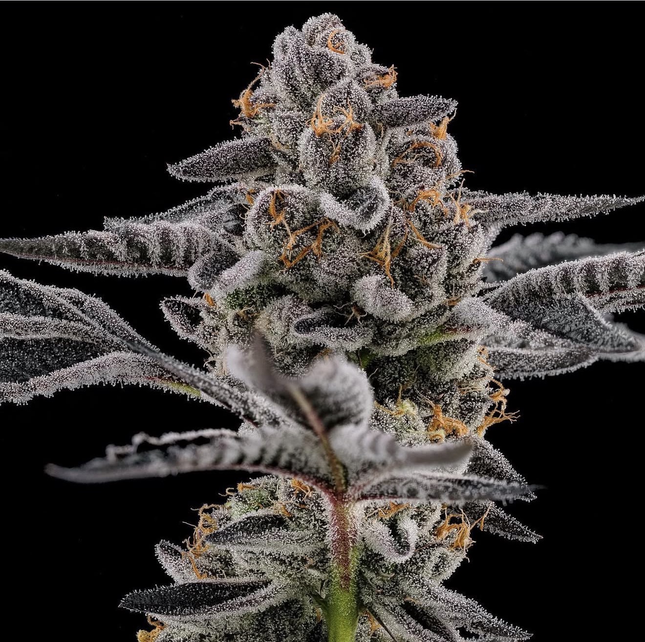 Fire OG