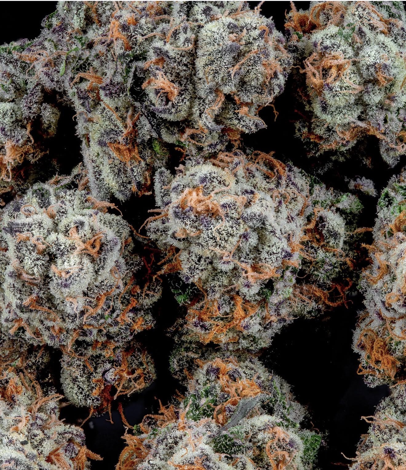 Lemon Cherry Gelato