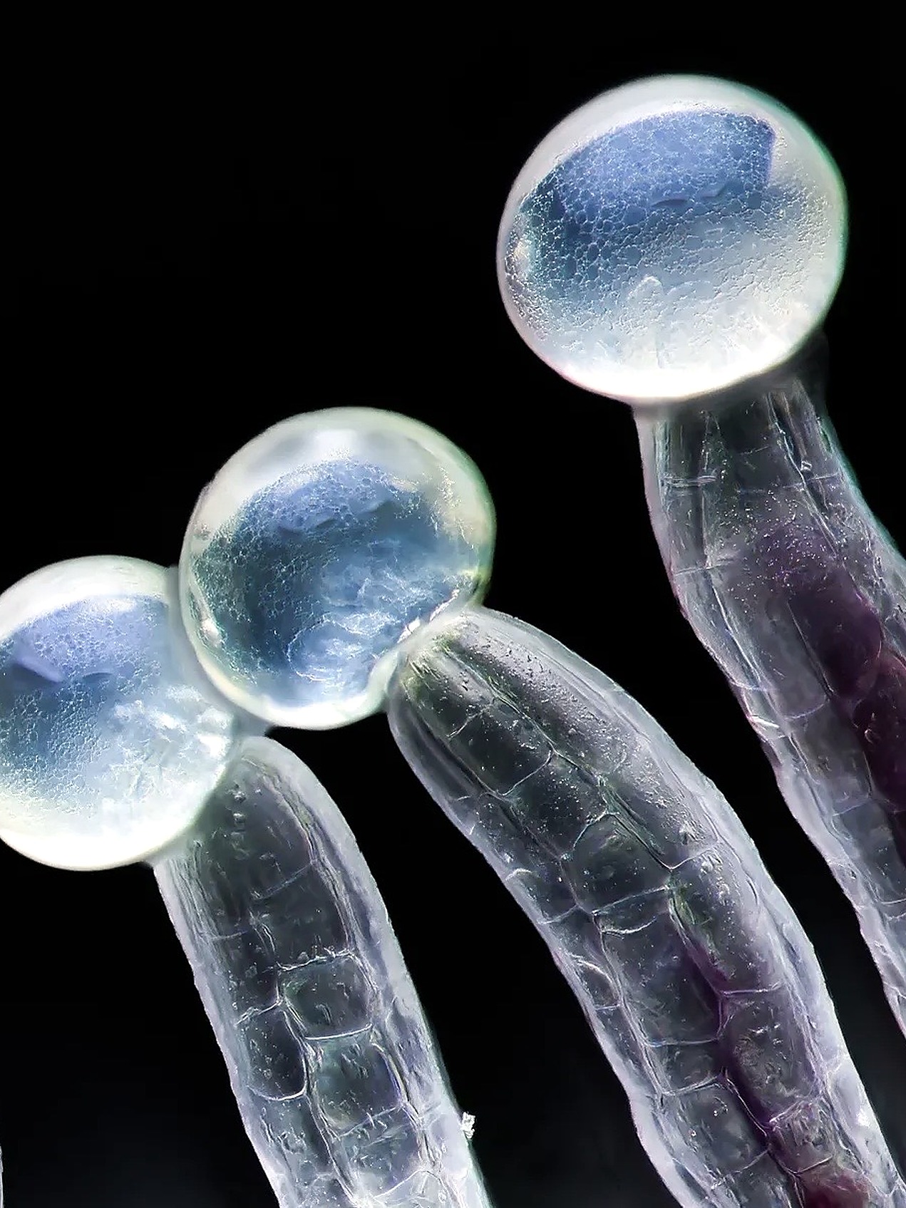 TRICHOMES